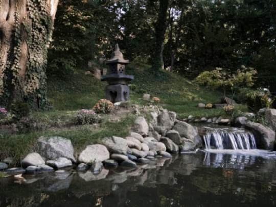 Träd och häck plantering