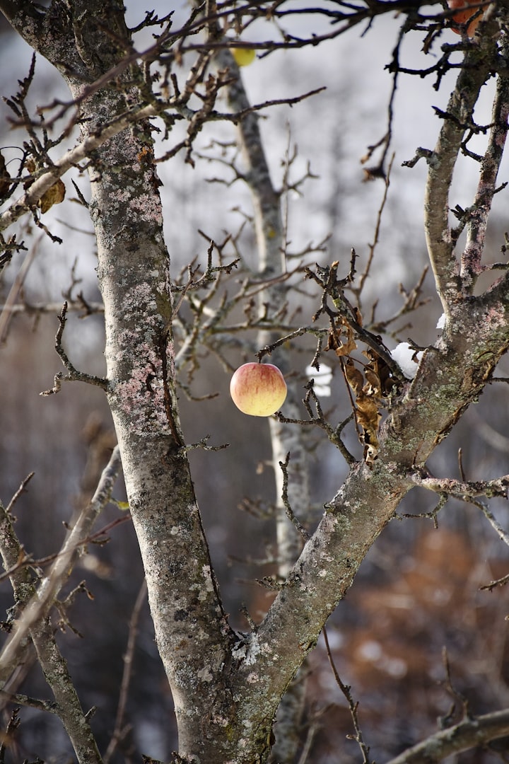 Föryngringsbeskärning